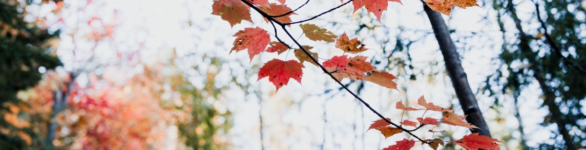 CCAKD 十月通讯 / CCAKD October Newsletter